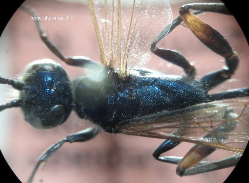 Chalybion sp. o Isodontia mexicana (Sphecidae)? Chalybion femoratum